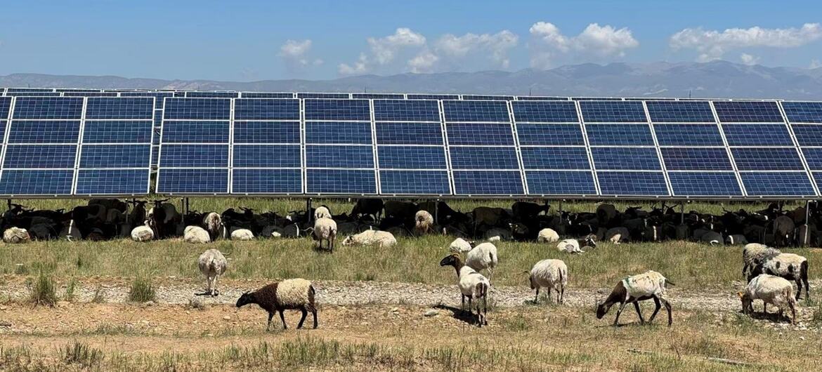 一群羊群在一个大太阳能农场前面的田野,在清晰的蓝色天空下,远处有山脉.
